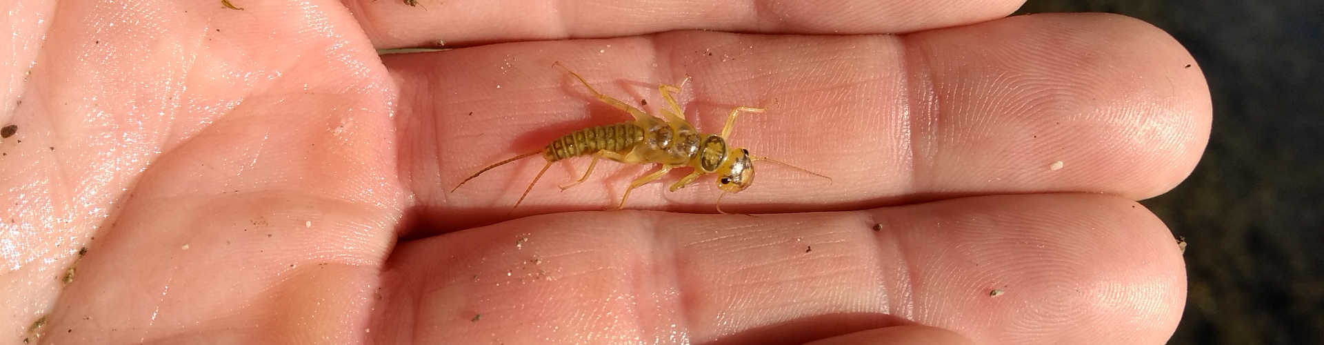 Plecoptera