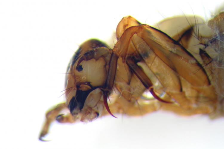 Brachycentrus