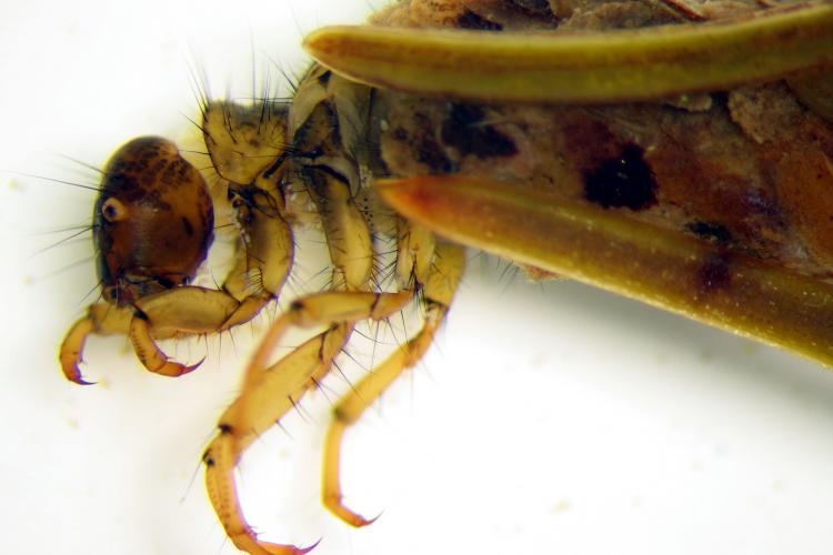 Trichoptera