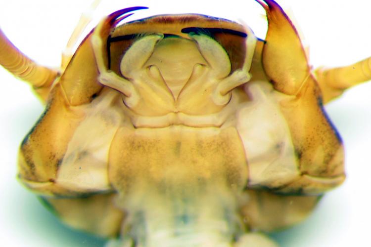 PleacopteraMundwerkzeuge